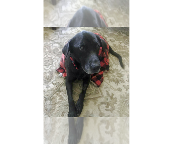 Medium Photo #1 Labrador Retriever-Unknown Mix Puppy For Sale in Grovertown, IN, USA