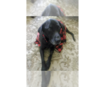 Small Labrador Retriever Mix