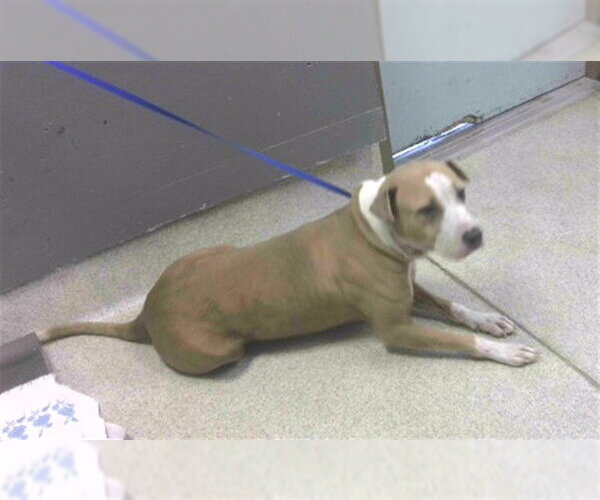 Medium Photo #1 American Pit Bull Terrier-Unknown Mix Puppy For Sale in Tallahassee, FL, USA