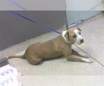 Small American Pit Bull Terrier Mix