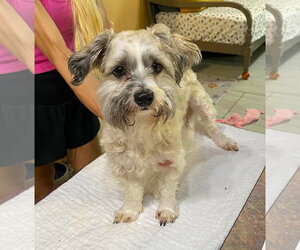 Mal-Shi Dogs for adoption in Benton, LA, USA