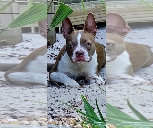 Medium Photo #1 Boston Terrier Puppy For Sale in SUMMERVILLE, SC, USA
