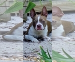 Small Photo #1 Boston Terrier Puppy For Sale in SUMMERVILLE, SC, USA