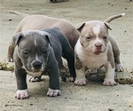 Small Photo #8 American Bully Puppy For Sale in CARY, NC, USA