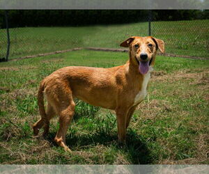 Mutt Dogs for adoption in Abbeville, LA, USA