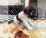 Puppy Puppy 4 Schnauzer (Miniature)