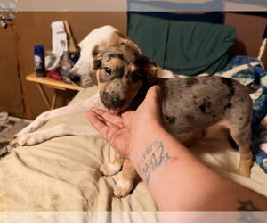 German Shorthaired Pointer Dogs for adoption in The Woodlands, TX, USA