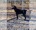 Small Photo #2 Labrador Retriever-Unknown Mix Puppy For Sale in Albemarle, NC, USA