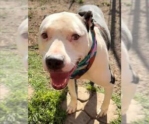 Labrador Retriever-Unknown Mix Dogs for adoption in Tulsa, OK, USA