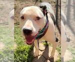 Small Labrador Retriever Mix