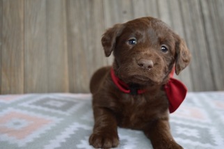 Labradoodle-Labrador Retriever Mix Puppy for sale in HONEY BROOK, PA, USA