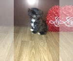 Small Photo #17 Maltese Puppy For Sale in LAPEER, MI, USA