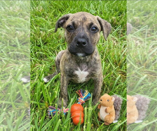 Medium Photo #1 Mountain Cur-Unknown Mix Puppy For Sale in Germantown, OH, USA