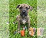 Small Mountain Cur Mix