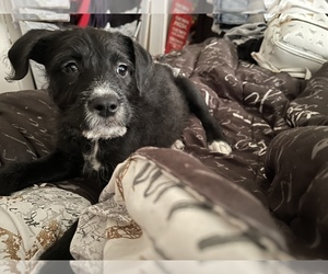 American Pit Bull Terrier-Poodle (Miniature) Mix Puppy for sale in WILMINGTON, DE, USA