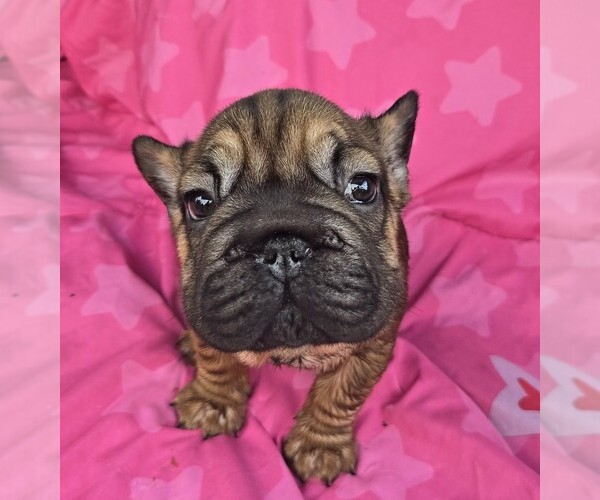 Medium Photo #3 French Bulldog Puppy For Sale in AKRON, OH, USA
