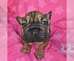 Small #2 French Bulldog