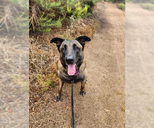 Medium Photo #4 Mutt Puppy For Sale in Chula Vista, CA, USA