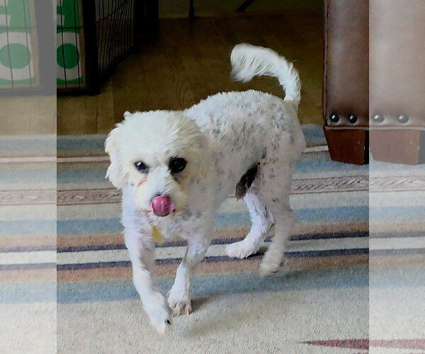 Medium Photo #6 Mutt Puppy For Sale in Sandy, UT, USA