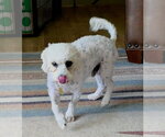 Small Photo #6 Mutt Puppy For Sale in Sandy, UT, USA