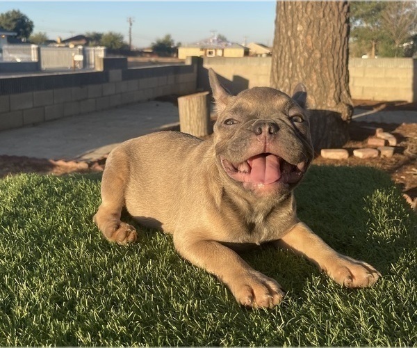 Medium Photo #39 French Bulldog Puppy For Sale in NEW YORK, NY, USA