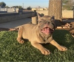Small #38 French Bulldog