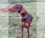 Small #3 Doberman Pinscher