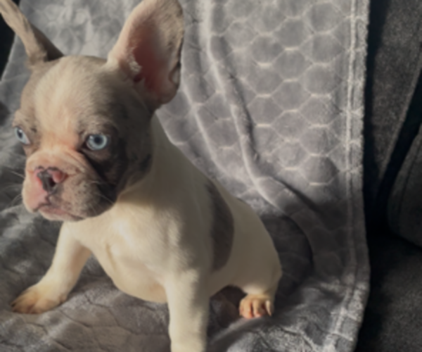 Medium Photo #8 French Bulldog Puppy For Sale in ANTIOCH, CA, USA