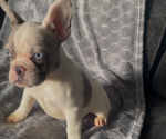 Small #7 French Bulldog