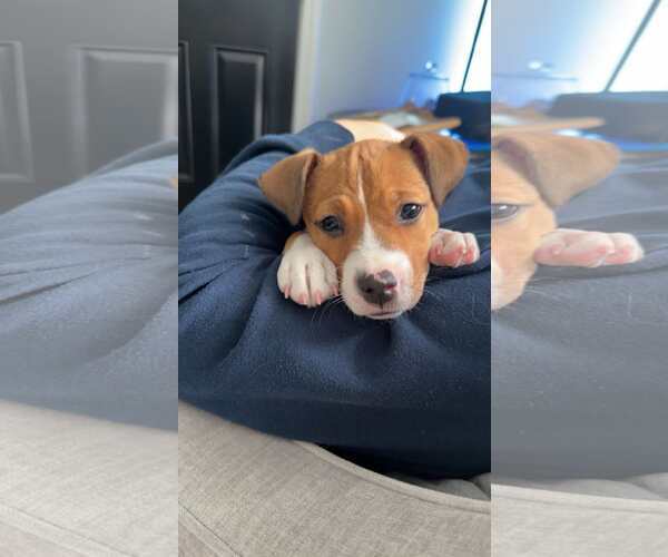 Medium Photo #4 Boxer-Unknown Mix Puppy For Sale in pomfret, CT, USA