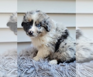 Australian Shepherd Puppy for sale in INDIANAPOLIS, IN, USA