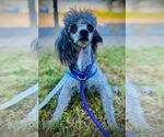 Small #2 Poodle (Toy)