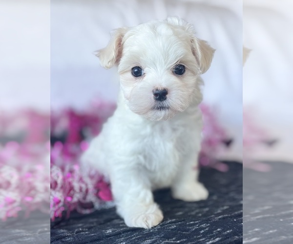 Medium Photo #7 Maltese Puppy For Sale in ROCK STREAM, NY, USA