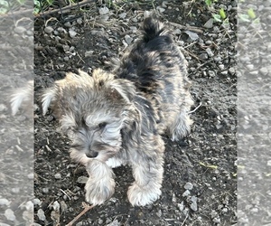 Schnauzer (Miniature) Puppy for sale in BOYLESTON, IN, USA