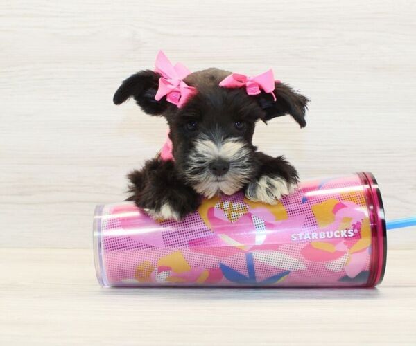 Medium Photo #5 Schnauzer (Miniature) Puppy For Sale in LAS VEGAS, NV, USA