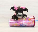Small #4 Schnauzer (Miniature)