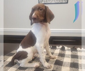 German Shorthaired Pointer Puppy for Sale in ENTERPRISE, Alabama USA