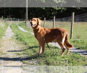 Mother of the Golden Retriever puppies born on 07/10/2026