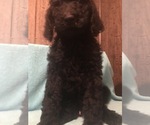 Small Photo #2 Poodle (Standard) Puppy For Sale in WEST UNITY, OH, USA