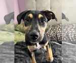 Small #3 American Staffordshire Terrier-German Shepherd Dog Mix