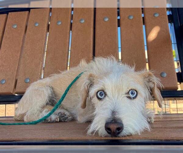Medium Photo #1 Cairn Terrier Puppy For Sale in Orange, CA, USA