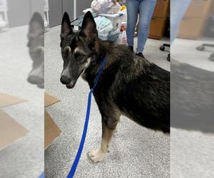 German Shepherd Dog-Unknown Mix Dogs for adoption in Pasadena, TX, USA