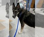 Small German Shepherd Dog Mix