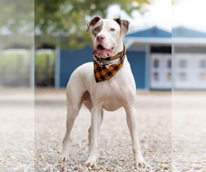 American Pit Bull Terrier Dogs for adoption in Denton, TX, USA