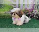 Small Photo #3 Shih Tzu Puppy For Sale in QUAPAW, OK, USA