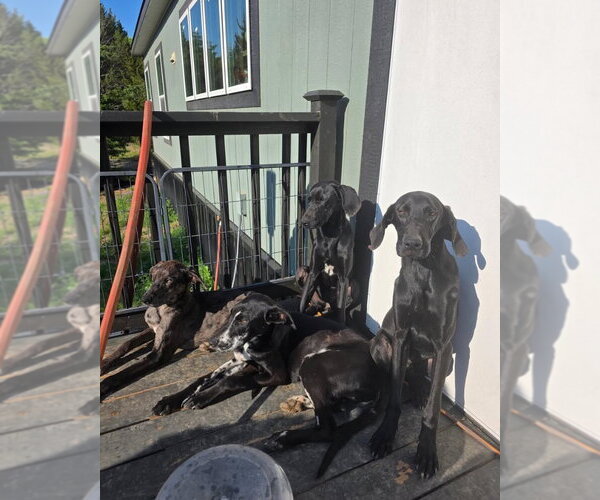 Medium Photo #3 Great Dane Puppy For Sale in Bullard, TX, USA