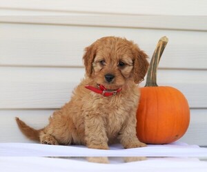 Cavapoo Puppy for sale in FREDERICKSBG, OH, USA
