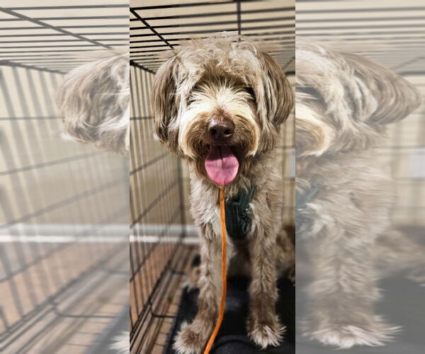 Medium Photo #1 Poodle (Standard)-Unknown Mix Puppy For Sale in Rosenberg, TX, USA