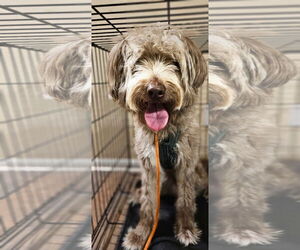 Poodle (Standard)-Unknown Mix Dogs for adoption in Rosenberg, TX, USA