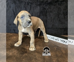 Medium Great Dane